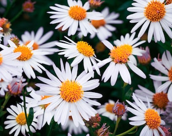 Macro Daisy Photo: High-Resolution Botanical Wall Art (Digital Download