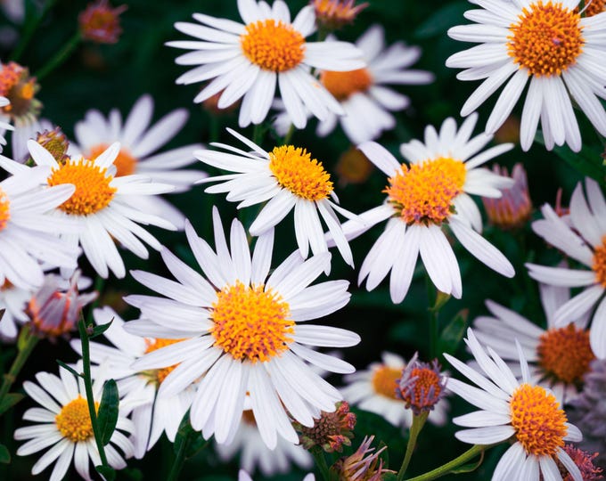 Macro Daisy Photo Download | Close-Up White Flower Print | Nature Wall Art | High-Resolution Botanical Photography | Instant Digital Gift