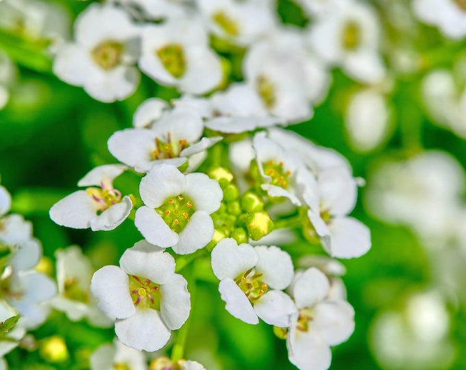 White Sweet Alyssum Photo Download. High Res Floral Wall Art. Summer Garden Flower for Her. Fine Art Print. Boho Nature Decor
