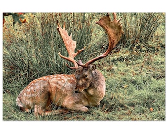 Fallow Deer Wildlife Aluminium Wall Art
