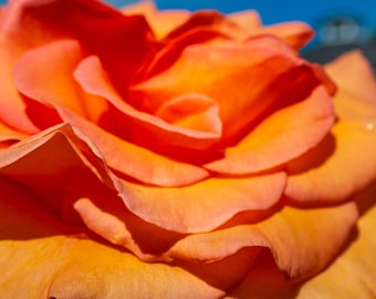 Macro Orange Rose Photo Print: Fine Art Floral Wall Decor (Digital Download)