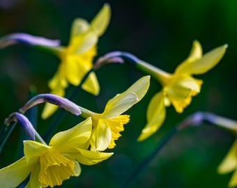 Yellow Daffodils Spring Floral Photo Art (Digital Download)