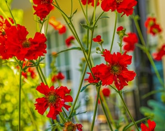 Red Wildflower Photography Print: Summer Floral Wall Art (Digital Download)