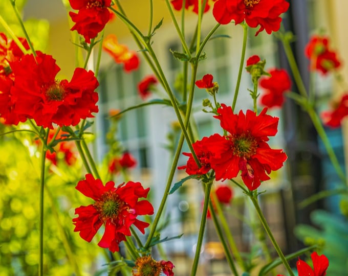 Stunning Red Flowers Photo Download | High-Res Botanical Wall Art | Floral Decor Gift for Her | Garden Lover Fine Art Printable