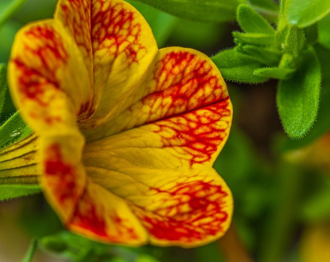 Orange and Yellow Petunia Flower Photo Download – Vibrant Floral Print