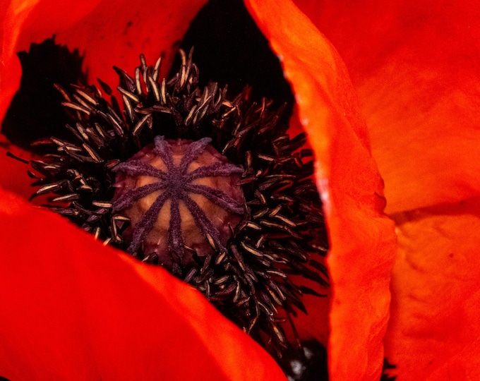 Macro Red Poppy Photo Download | Close-Up Wildflower Print | Gift for Her | Floral Wall Art | Botanical Fine Art | High Res Image