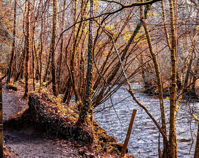 Winter Stream & Woodland Photo Download, Devon/Dartmoor Landscape, Rustic Fine Art Print for Nature Lovers Wall art print