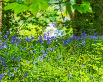 Bluebell Woodland Photo: Calming Summer Fine Art Print (Digital Download)