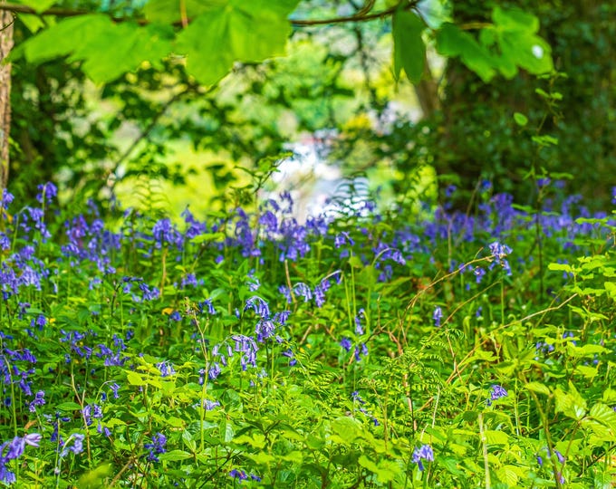 Calm Woodland Bluebells Photo Download, High Res Summer Fine Art, Nature & Flower Lover Wall Decor