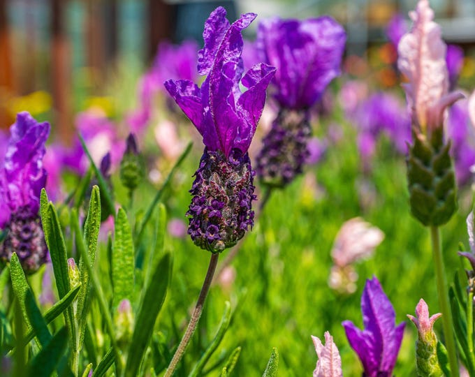 Purple Lavender Flowers Photo Download, New Forest Wall Art, Garden Gift