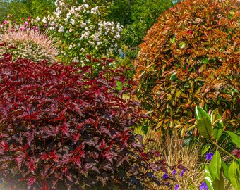 English Garden Photography Print: Summer Foliage Wall Art (Digital Download)