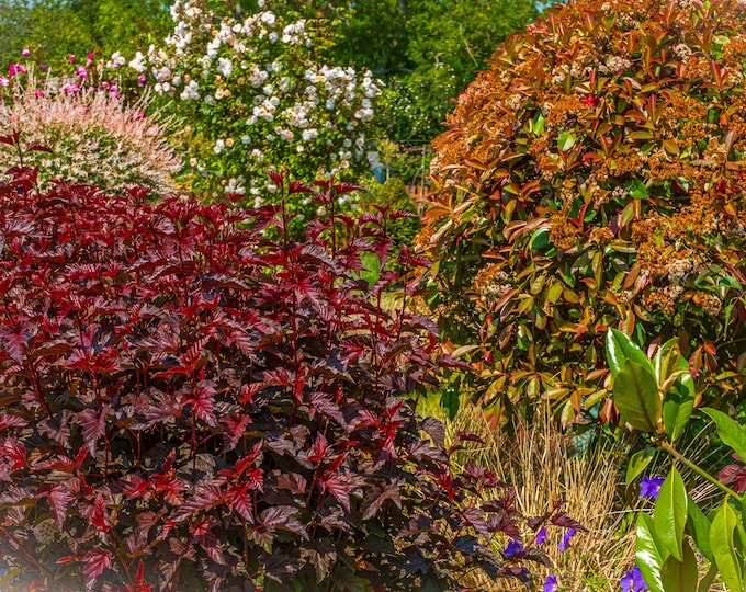 English Garden Photo Download, Summer Foliage Wall Art, Colorful Bushes & Trees Print, Nature Photography, Gift for Garden Lovers