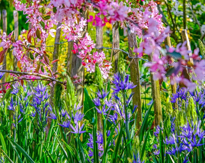 Spring Blossom Photo Download, Bluebell Flower Wall Art, English Countryside, Red and Pink Floral, Nature Decor, Gift for her flower lover
