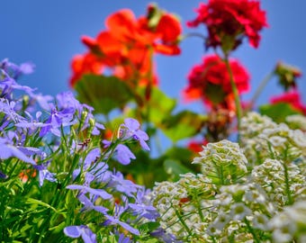 Cornflower Blue Lobelia – Nature Photo Download – Instant Wall Art