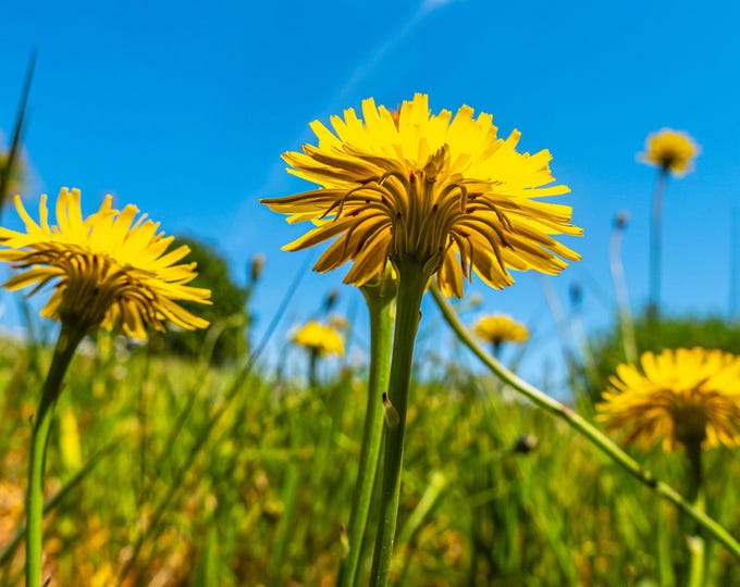 Yellow Daisies Blue Sky Print | Bright Floral Photo Download | Nature Wall Art | Digital Botanical Art | Instant Downloadable Print