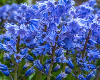 Enchanting Bluebells Forest Photo - High Res Digital Download for Wall Art & Home Decor