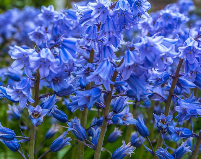 Enchanting Bluebells Forest Photo - High Res Digital Download for Wall Art & Home Decor