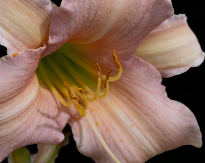 Orange Day Lily Close-Up Photo Download • Stunning Floral Wall Art • Bold Botanical Print • High-Res Instant Nature Decor Gift
