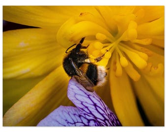Bee on Yellow Flower – Museum-Quality Matte Paper Poster