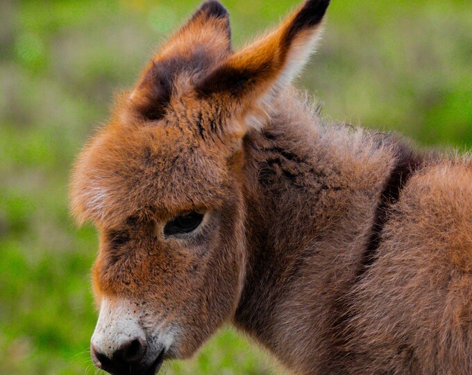 Wild Donkey Foal Photo – Cute Baby Animal Wall Art | Instant Download Country Decor, Fine Art Print, Farmhouse Gift for Animal Lovers