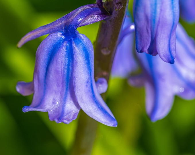 Macro close up  Photo Download Flower Lover,  Bluebells Spring Wild Flower Decor Nature Lover Gift High Res Fine Art  Boho Cottage Core