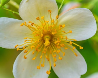 Yellow Field Rose Fine Art Print: Wildflower Photo (Digital Download)