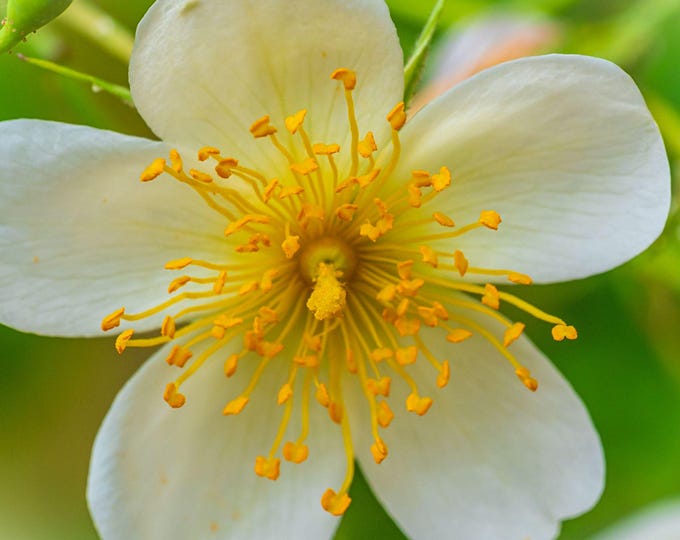 Yellow Field Rose Photo Download, Wild Flower Fine Art, Rose Wall Art Gift