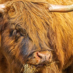 Highland Cow Headshot Photo: Rustic Farmhouse Wall Art (Digital Download)