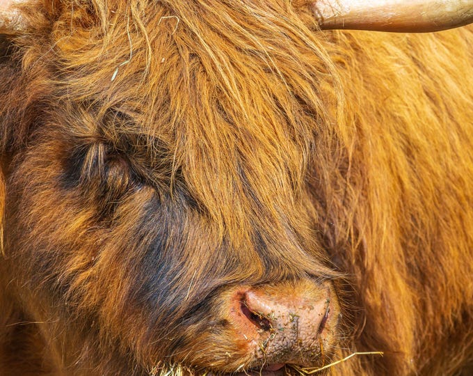 Highland Cow photo download, hand crafted image animal lover high res fine art decor, boho art, country view cottage art for her