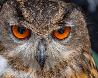 Owl Close-Up Photo: High-Res Wildlife Photography Print (Digital Download