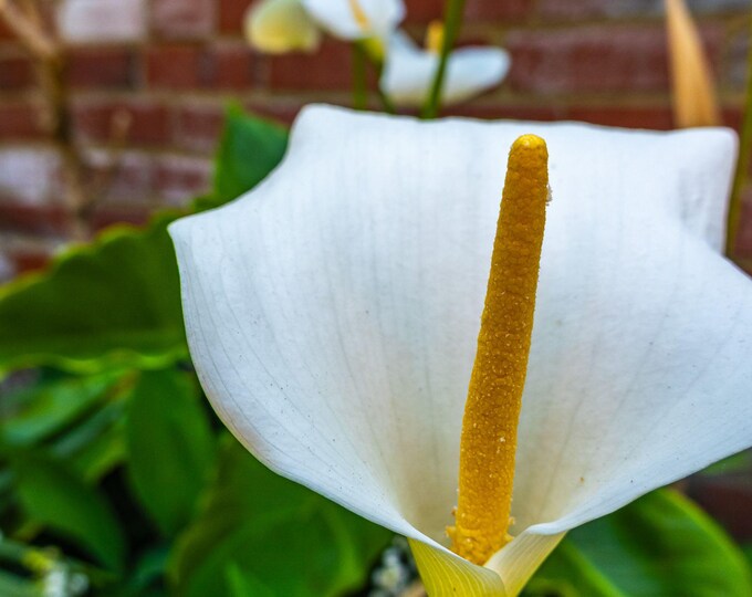 White Calla Lily Photo – Elegant Floral Wall Art | Instant Download, Minimalist Flower Print, Fine Art Decor, Gift for Her, High res Image