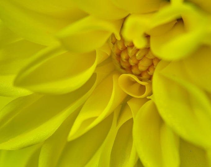 Stunning Yellow Dahlia Close-Up Photo – High-Res Summer English Garden Wall Art Print for Her | Cottage Boho Flower Lover Gift