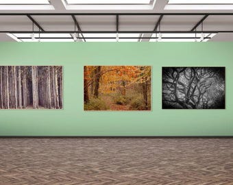 May include: Three framed landscape art prints displayed on a light green wall. The prints depict a forest of tall trees, a colorful autumn forest, and a black and white image of tree branches. The room has a wooden floor.