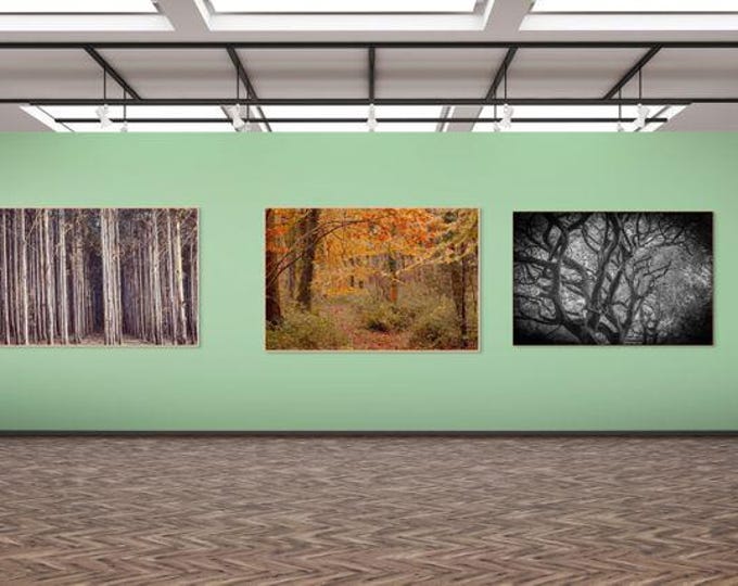Majestic Forest Photography Bundle, 3 Digital Downloads, Nature Wall Art, Woodland Landscape Prints, Instant Download