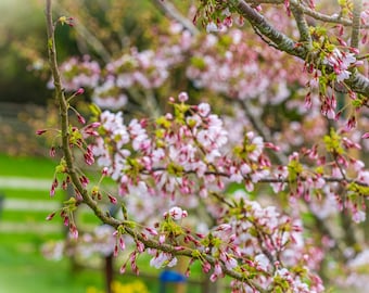 Spring Apple Blossom Devon Photo Download
