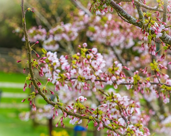 Spring Apple Blossom Devon Photo Download