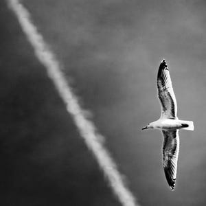 Seagull in Flight Black and White Photo: Minimalist Bird Art (Digital Download)