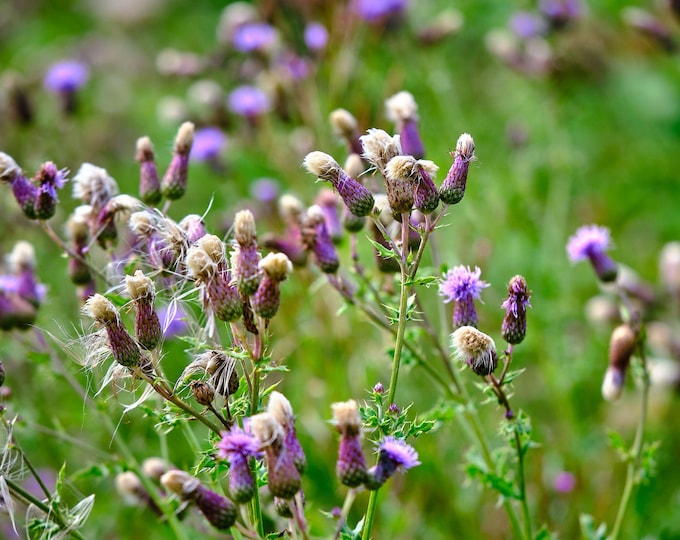 Field of Purple Thistles Photo Download