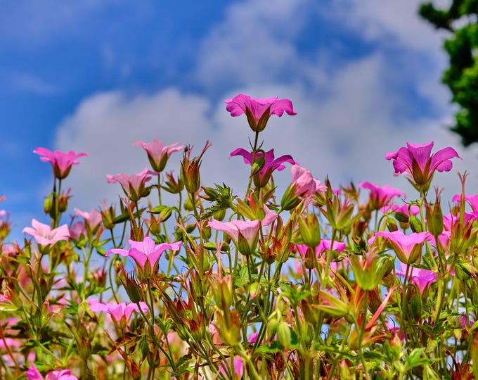 Pink Geraniums & Blue Sky – Nature Photo Download – Instant Wall ArtPink Geraniums