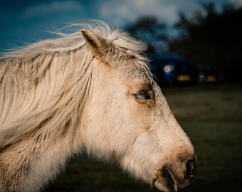 White Horse Fine Art Print: Equine Photography (Digital Download)