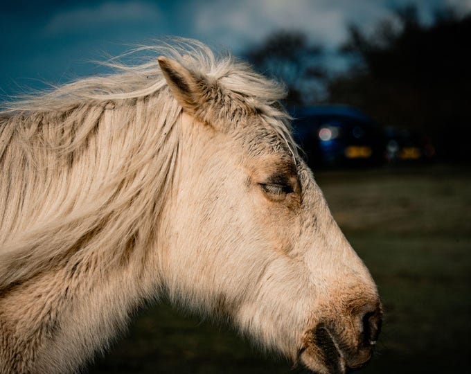 White Horse Photo Download, Instant Art Print, Gift for Horse Lovers, Fine Art Wall Decor