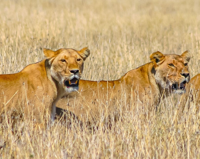 Instant Download  Lions Serengeti Photo – Tanzania Wildlife Wall Art | Instant Download Safari Print, Big Cat Nature Decor, Fine Art Animal