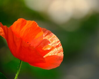 Red Poppy Fine Art Print: Summer Floral Wall Decor (Digital Download)