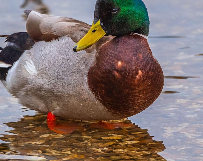 Duck Mallard Swimming Photo Download, Inspirational Nature Wall Art, High Res Gift for Bird and Water Lovers