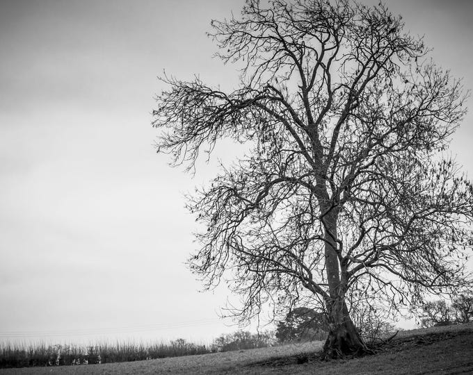BW Photo Download, Lone Tree in winter Landscape Country landscape nature wall decor fine art High res gift, England scene for her