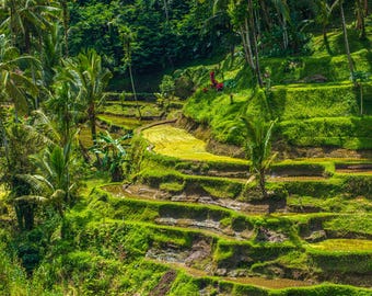 Thailand Paddy Fields Photo: Bright Green Landscape Wall Art (Digital Download)