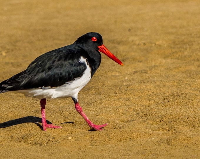 Australian Redshanks Bird by the Water - Nature Photography | Digital Download, Bird Lover Gift| Nature Lover Decor Wall Art| Fine art Pic