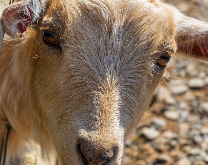 Cute Goat Photo Download – High Res Farm Animal Fine Art, Gift for Goat Lovers, wall decor, boho animal art