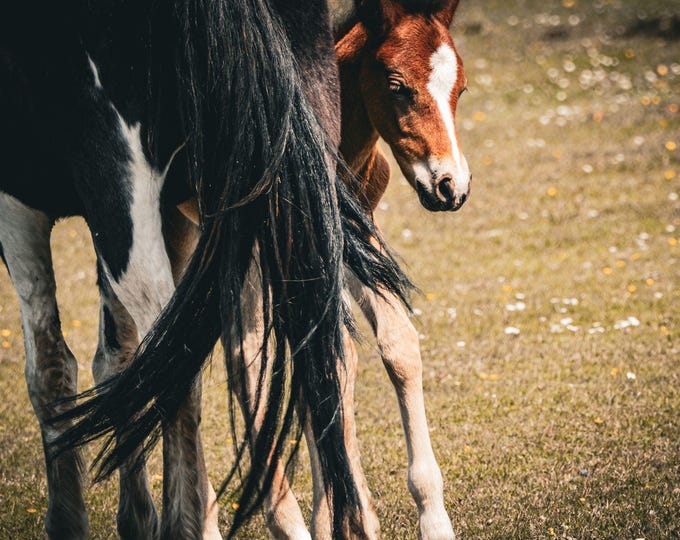 Wild Pony & Foal Photo – British Countryside Animal Art | Instant Download, Rustic Wall Print, Farmhouse Gift for Horse Lovers