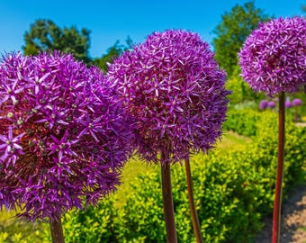 Purple Giant Sage Photo: UK Summer Floral Wall Art (Digital Download)